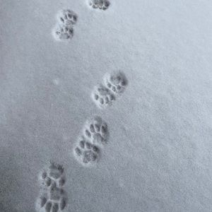 Meet your Posher, April